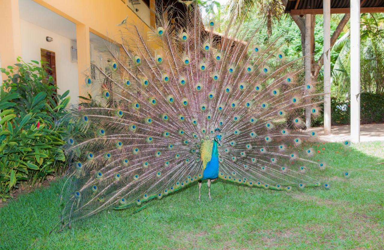 Eco Pousada Paraíso dos Coqueirais Japaratinga Exterior foto